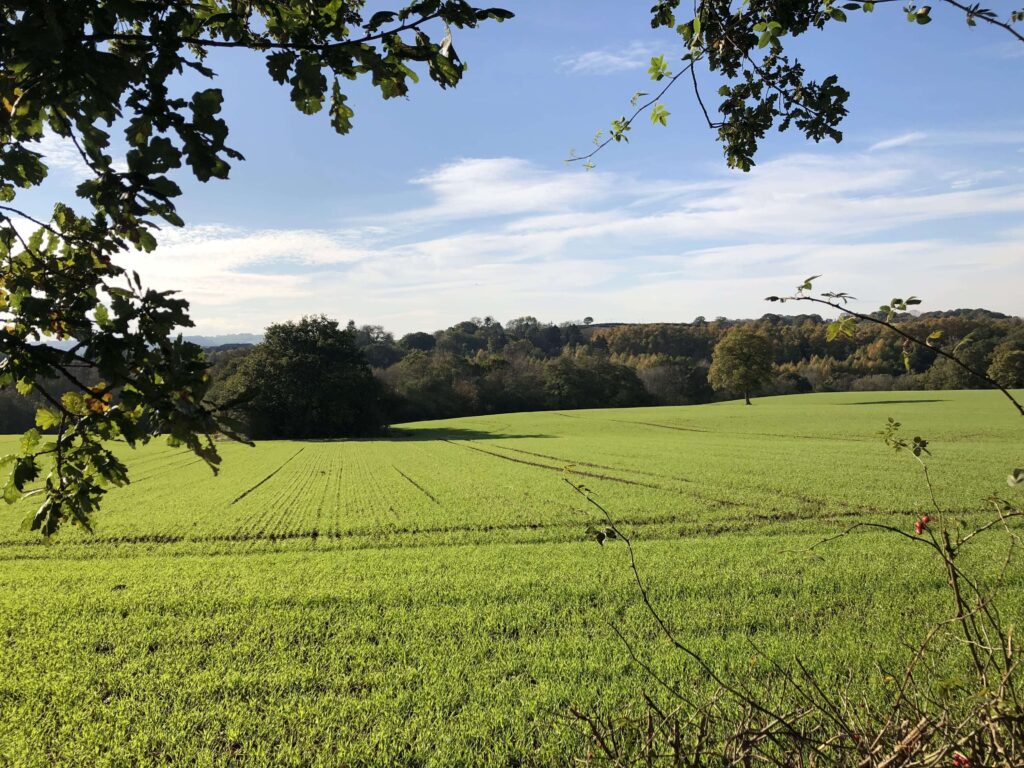 A photo taken from a side path of a bright green field with ploughed lines through the field. The sky is bright blue with some clouds and there's a tree in the foreground. The photo gives a sense relaxation and calm.