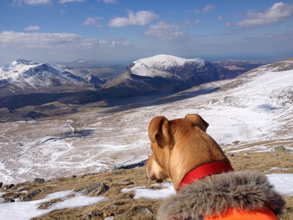 Lilly, my beloved dog, on Mount Snowdon in Wales - one of our most memorable walks together. Forever loved and deeply missed. 2010 to 1st February 2025