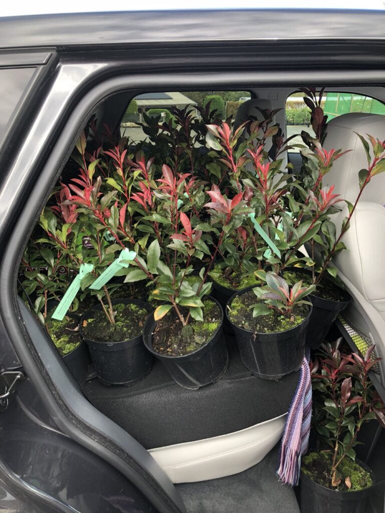 Photinia 'Little Red Robin' bushes crammed into a car after an impulsive ADHD garden centre trip sparked by time blindness and dopamine chasing.